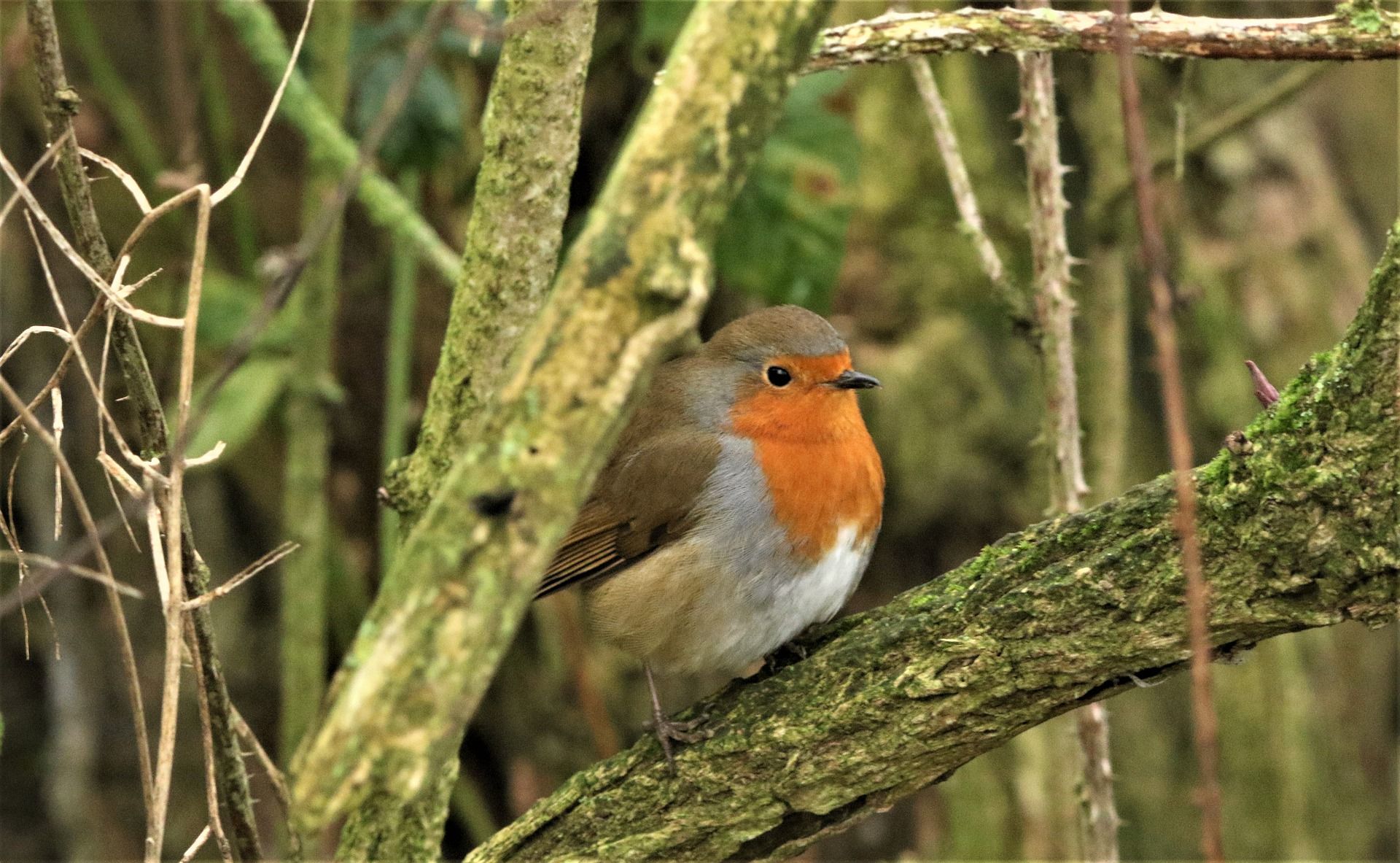 El petirrojo 'Erithacus rubecula', puede ‘sentir’ el campo magnético de la Tierra / Foto: David Reed - Pixabay