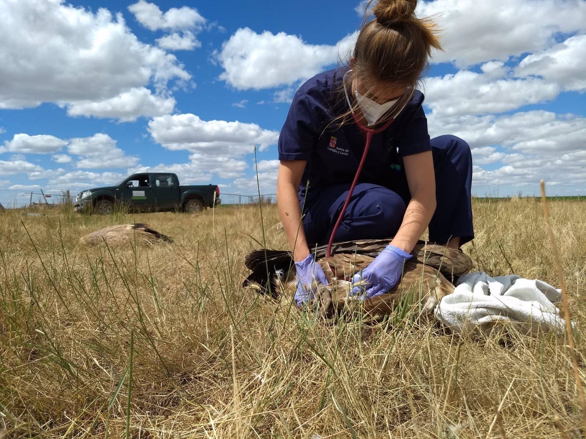 Una veterinaria del Centro de Recuperación atiende a uno de los buitres envenenados / Foto: EP