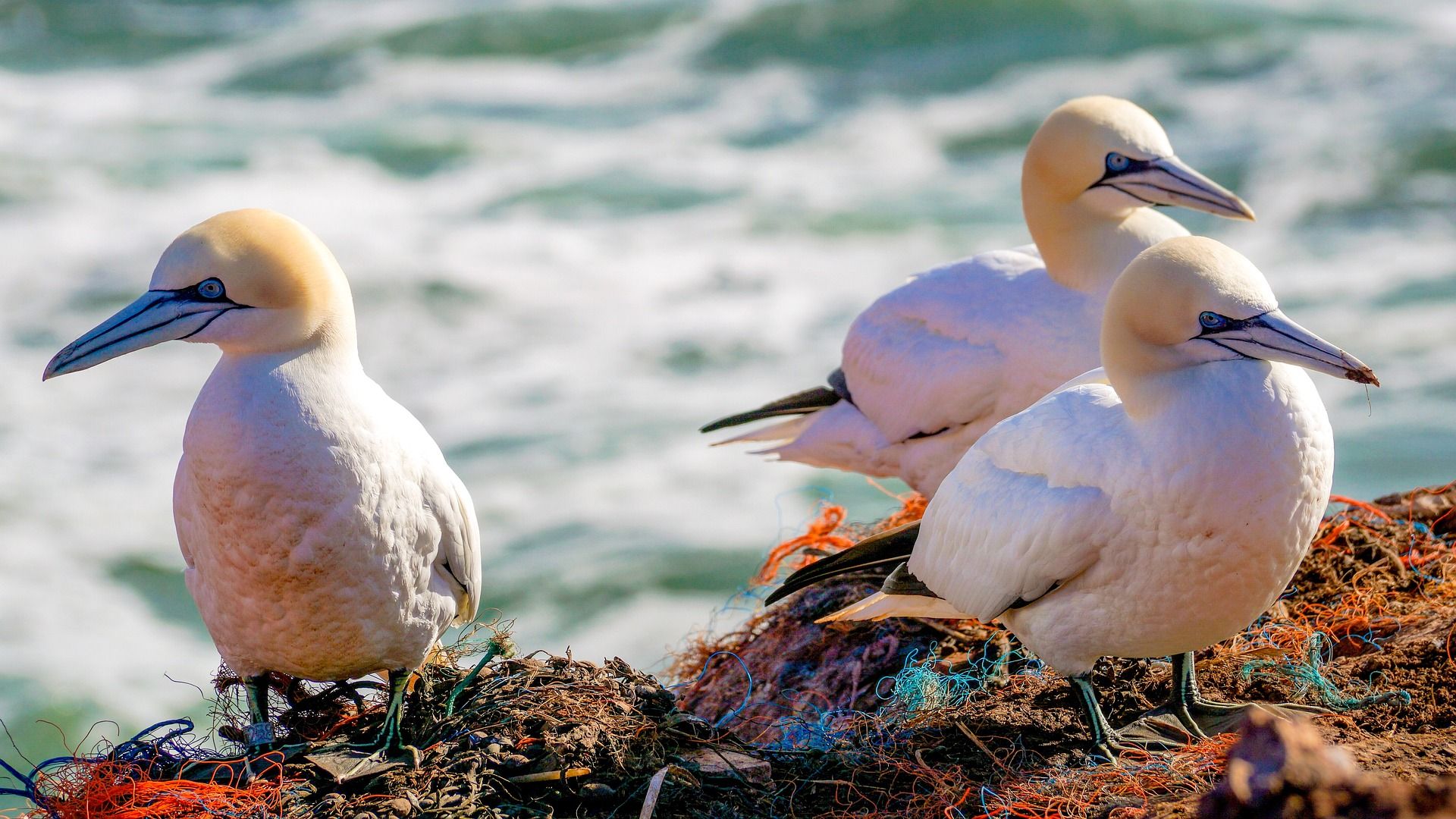 Las aves marinas quedan atrapadas en diferentes artes de pesca / Foto: Pixabay