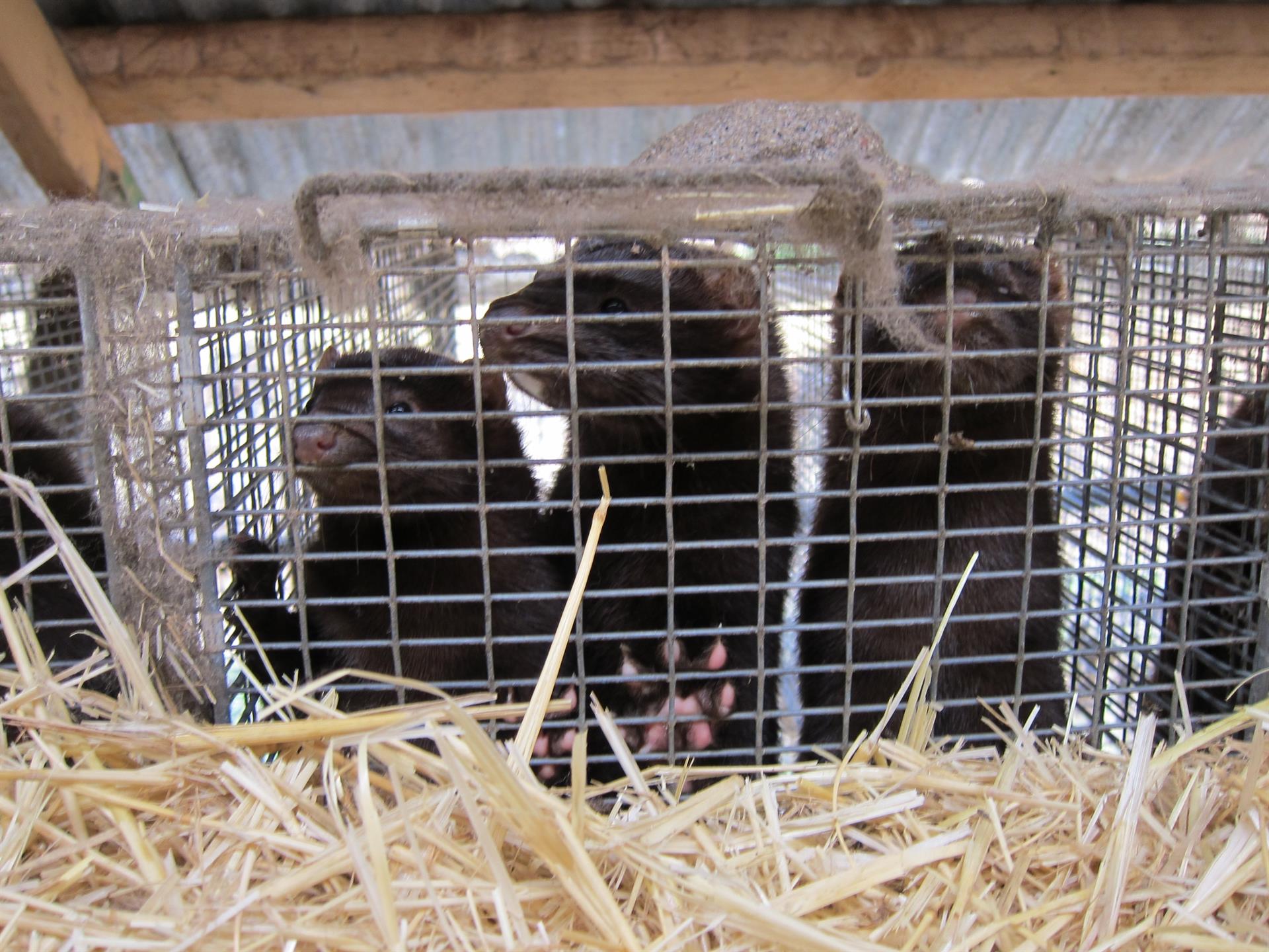 Nuevos brotes de coronavirus en granjas de visón americano / Foto: EP