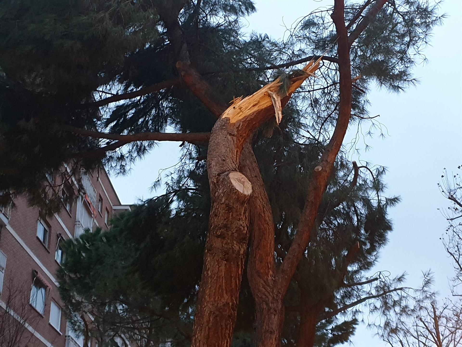 Ingenieros agrícolas y forestales alertan de la "inadecuada" toma de decisiones en relación al arbolado urbano / Foto: EP