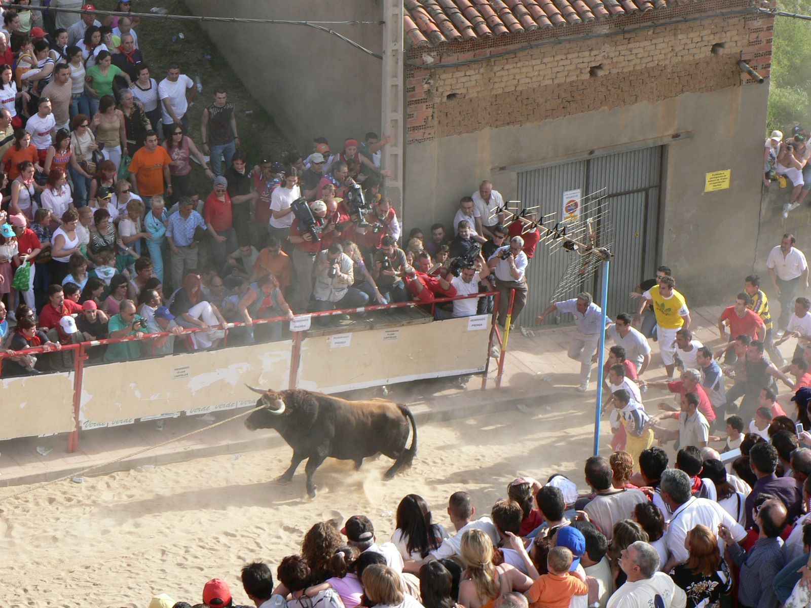 Toro enmaromado Benavente (Zamora). Defensor del Pueblo / Foto: Wikimedia Commons