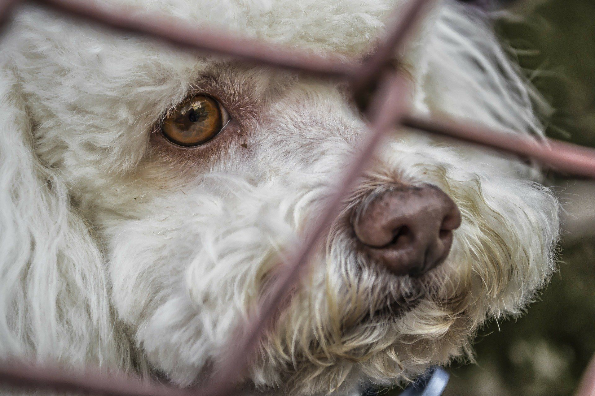 Las protectoras españolas recogieron 162.000 perros abandonados a lo largo de 2020 / Foto: Pixabay