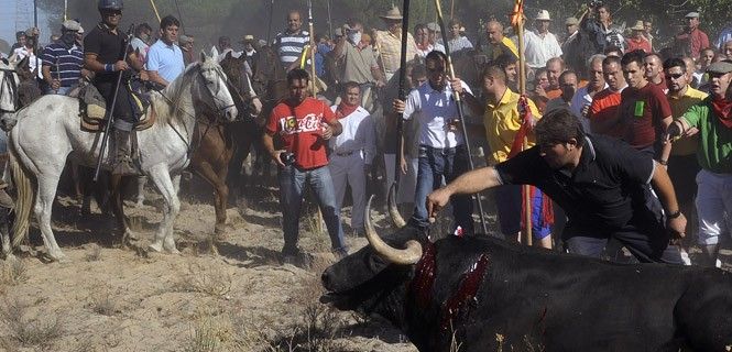 Cada mes de septiembre una res es perseguida y lanceada en Tordesillas / Foto: PACMA - www.pacma.es