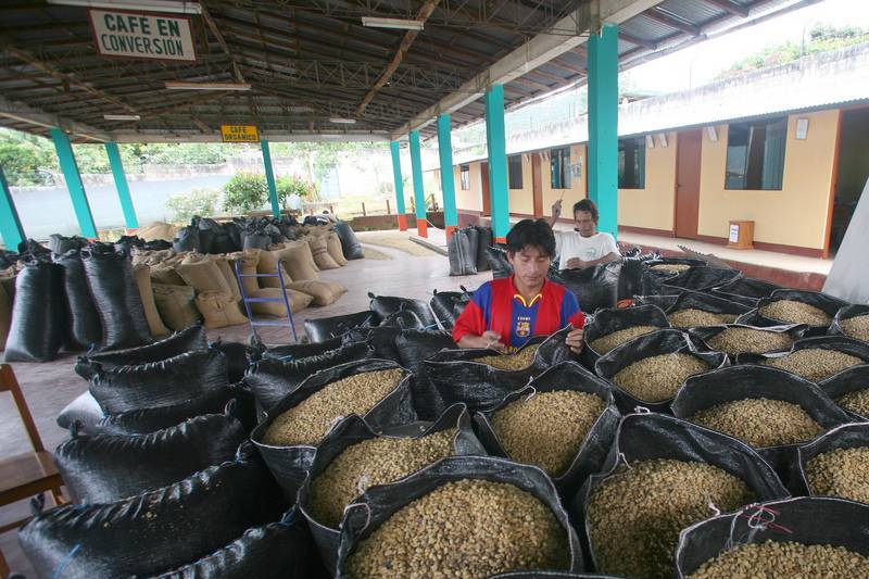 Agricultores preparando sacos de café en la provincia de San Ignacio, Perú. / Foto: Soluciones Prácticas