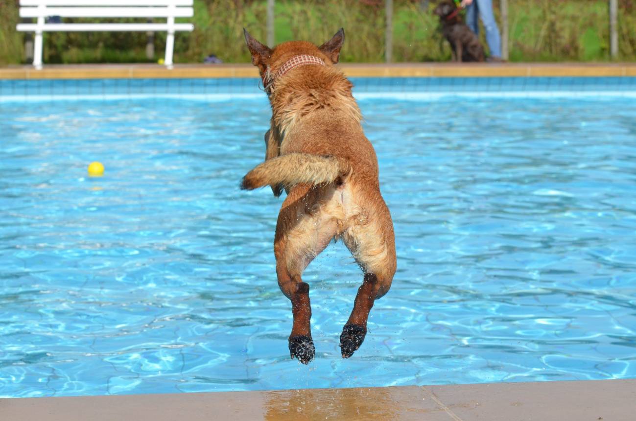 ¿Cómo reconocer que nuestras mascotas sufren por el calor? / Foto: SINC