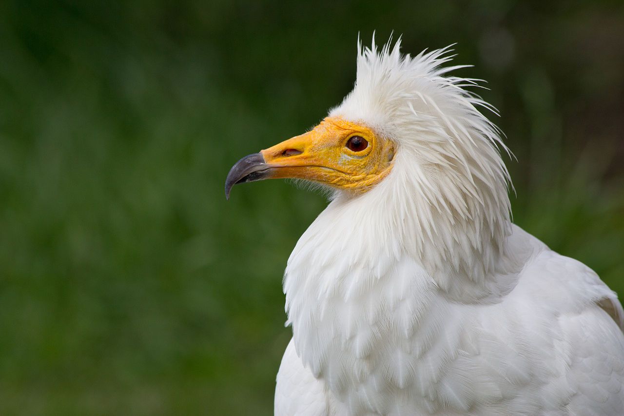 Ejemplar alimonche canario o guirre ('Neophron percnopterus majorensis') / Foto: Wikimedia Commons