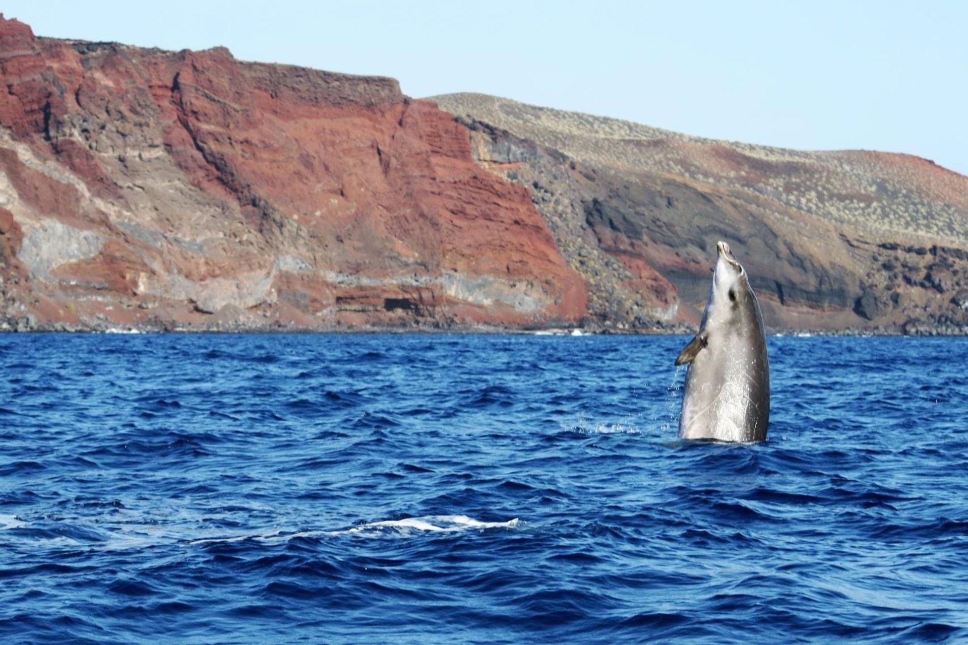 El Hierro catalogado como 'Kilómetro cero de los zifios del corredor Biológico Mundial' / Foto: EP