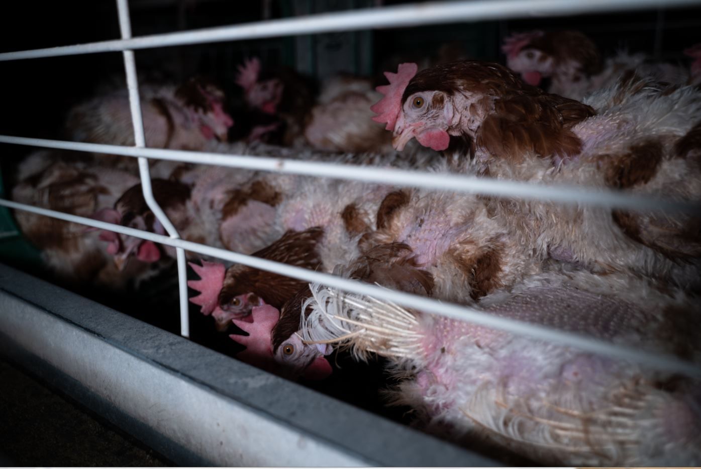 Ejemplares de gallinas ponedoras en jaula. Mejor sin jaulas / Foto: Equalia