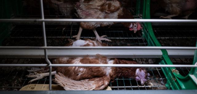 Una gallina yace muerta en una jaula junto a otras que no lo están / Foto: Equalia