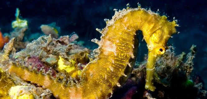 El caballito de mar no necesita dientes porque absorbe sus presas con su largo hocico / Foto: Nhobgood - Wikipedia