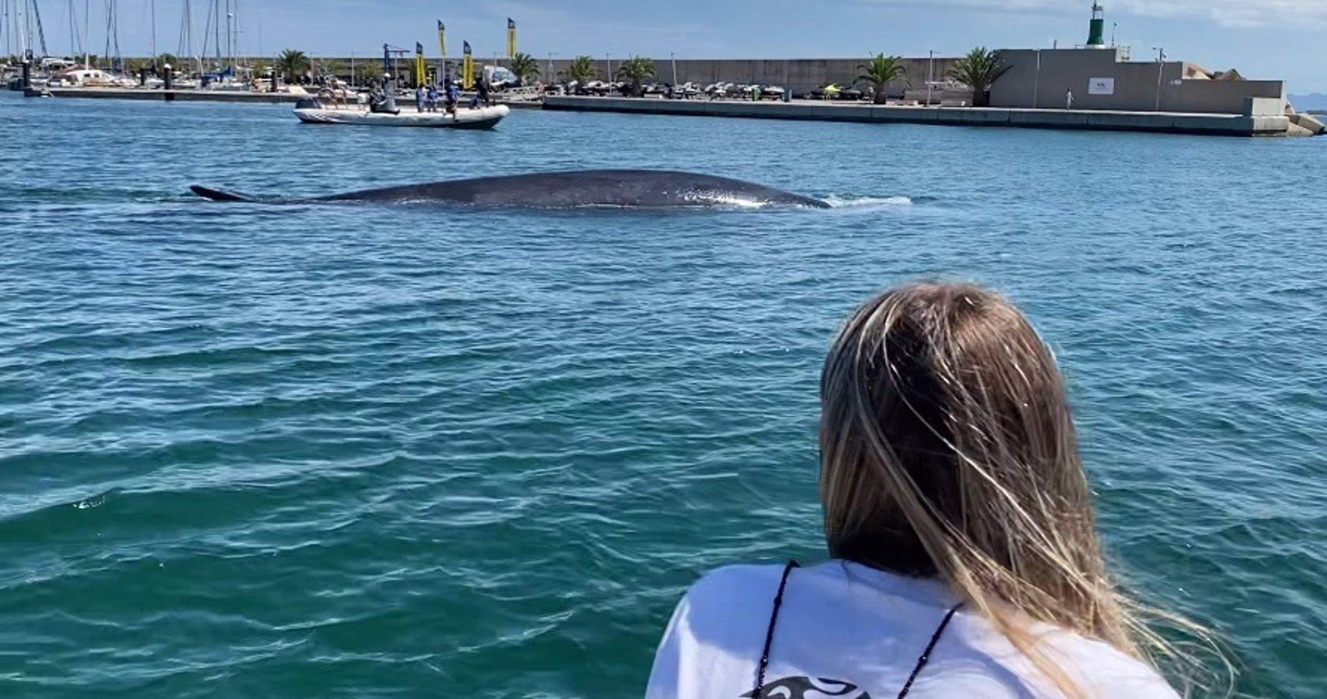 La ballena rorcual común atrapada en el Real Club Náutico de Valencia  / Foto: EP