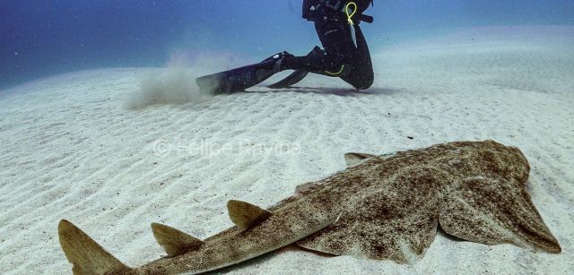 Los angelotes ('Squatina squatina') protagonizan el último cortometraje de F. Ravina. Aquí, el investigador David Jiménez junto a un ejemplar posado en la arena / Foto: Felipe Ravina Los angelotes ('Squatina squatina') protagonizan el último cortometraje de F. Ravina. Aquí, el investigador David Jiménez junto a un ejemplar posado en la arena / Foto: Felipe Ravina