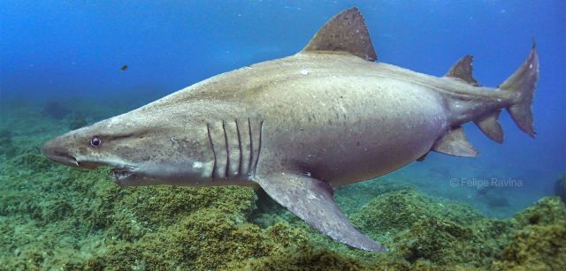 El cortometraje 'Tiburón Solrayo' lo realizó en colaboración con sus compañeros del Centro de Buceo El Bajón, en la isla de El Hierro en 2019 / Foto: Felipe Ravina