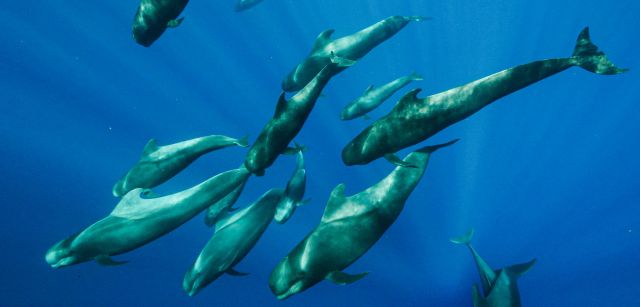 Con su largometraje El Suroeste de Tenerife, Felipe Ravina pone en valor la población de calderones, entre las muchas especies de ballenas que se observan en archipiélago canario / Foto: Felipe Ravina