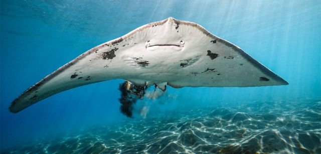 Las mantelinas también protagonizan el trabajo de Felipe Ravina. Su documental 'Canarias: Refugio de Mantelinas' muestra comportamientos nunca antes filmados en esta especie y aborda la pesca ilegal en sus hábitats / Foto: Felipe Ravina Las mantelinas también protagonizan el trabajo de Felipe Ravina. Su documental 'Canarias: Refugio de Mantelinas' muestra comportamientos nunca antes filmados en esta especie y aborda la pesca ilegal en sus hábitats / Foto: Felipe Ravina