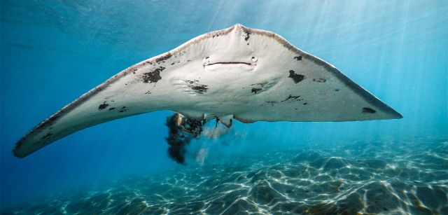 Las mantelinas también protagonizan el trabajo de Felipe Ravina. Su documental 'Canarias: Refugio de Mantelinas' muestra comportamientos nunca antes filmados en esta especie y aborda la pesca ilegal en sus hábitats / Foto: Felipe Ravina