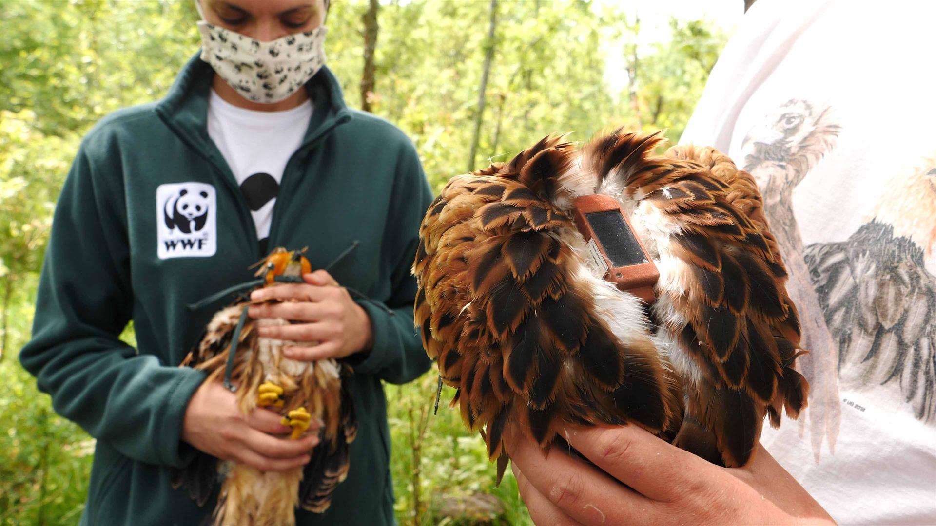 'Centinelas del veneno', una iniciativa para luchar contra el envenenamiento de la fauna silvestre / Foto: EP