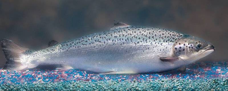 Plato del día: salmón transgénico
