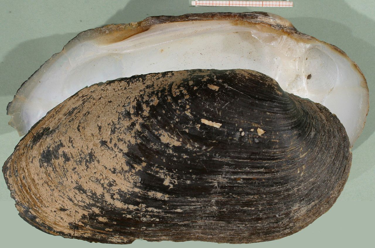 La Náyade auricularia es el molusco  más amenazado de España / Foto: Wikimedia Commons