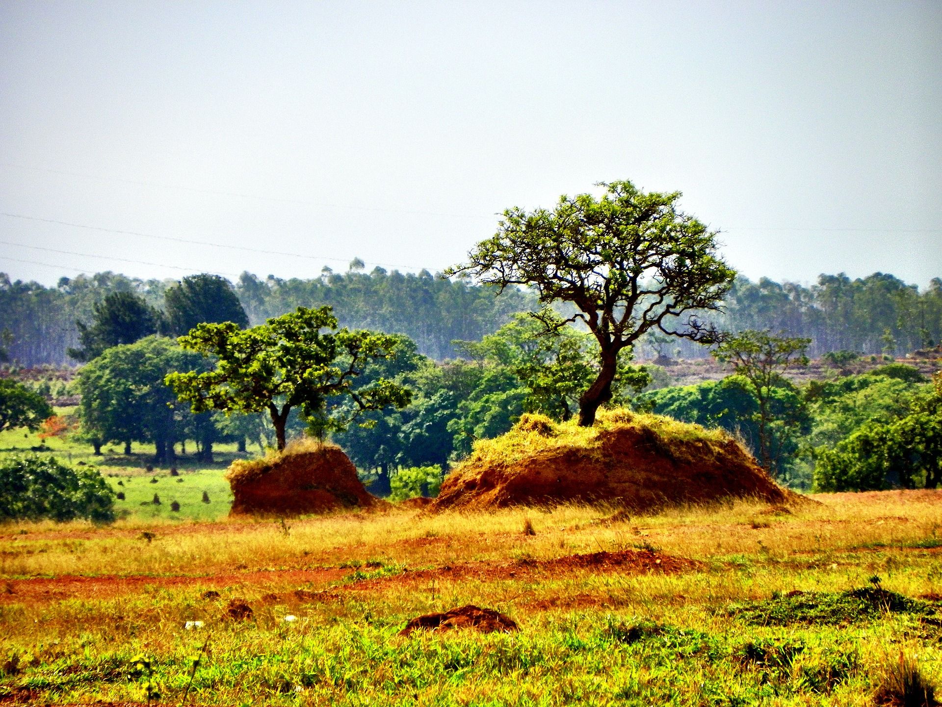 Mucha carne de ternera que se consume en Europa tiene un impacto ambiental sobre la Amazonia / Foto: Rosario Xavier - Pixabay