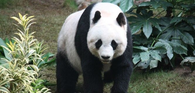Un panda gigante en el Ocean Park, Hong Kong / Foto: J. Patrick Fischer - Wikipedia