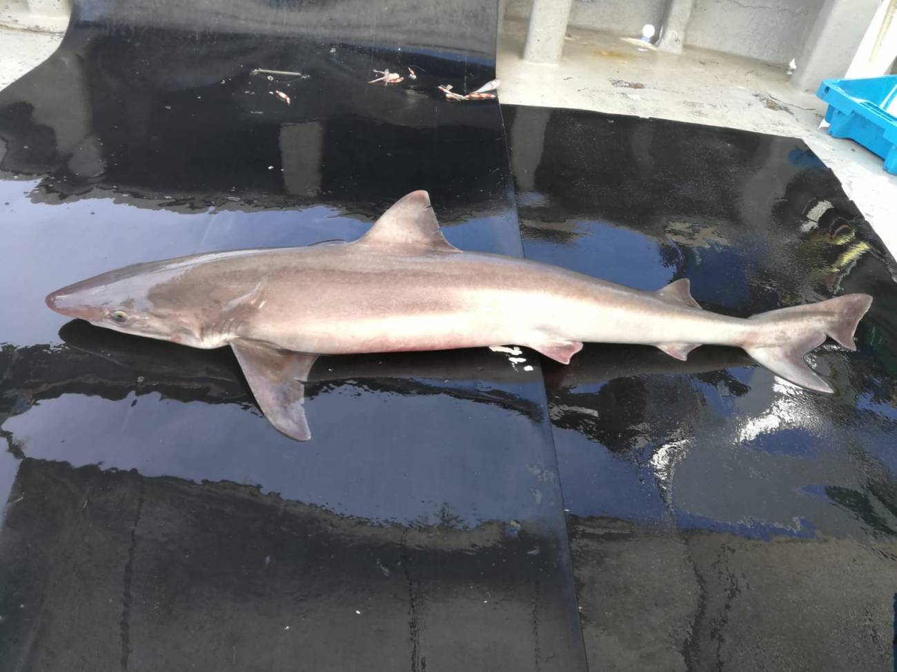 El cazón ('Galeorhinus galeus') es una de las especies de tiburón de talla mediana que casi ha desaparecido de la Costa Brava / Foto: SINC