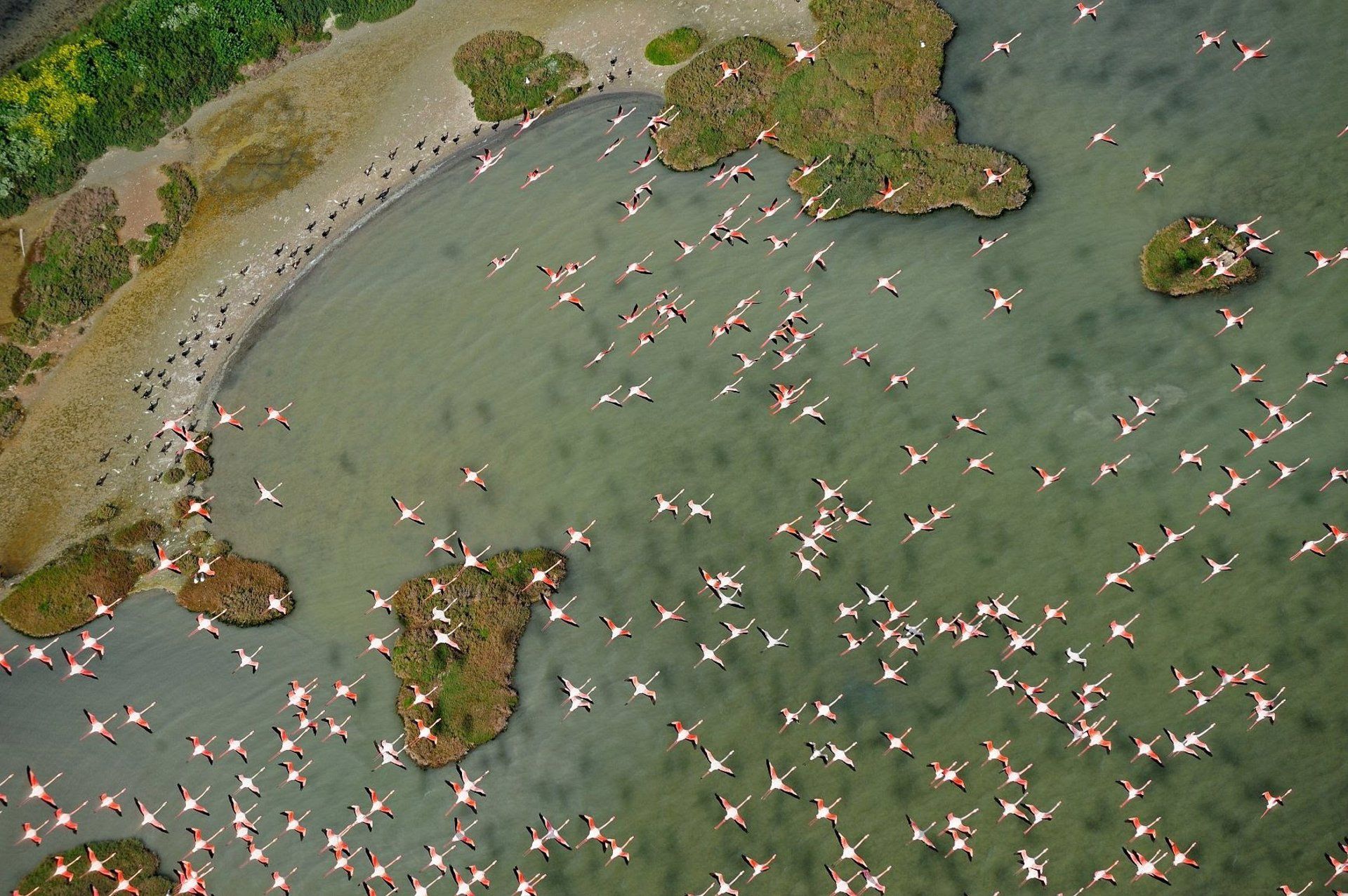 Imagen de flamencos sobrevolando Doñana, Patrimonio de la Humanidad de la  Unesco  / Foto: EP