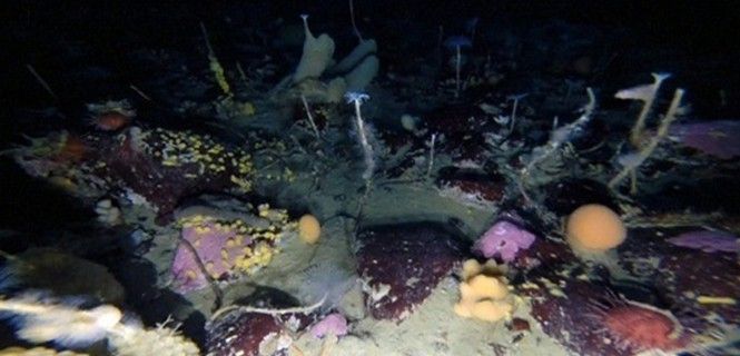 Han encontrado un hábitat productivo, colorido, dinámico y lleno de biodiversidad / Foto: Australian Antarctic Division