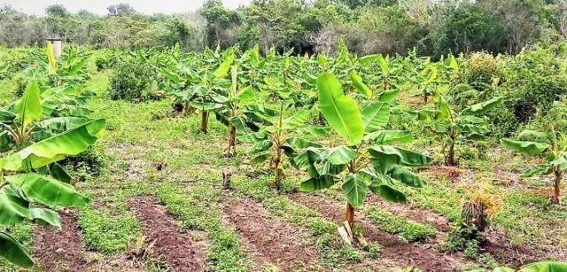 Plantación de plátanos en Vallecito, parte del proyecto para la soberanía alimentaria / Foto: Ofraneh