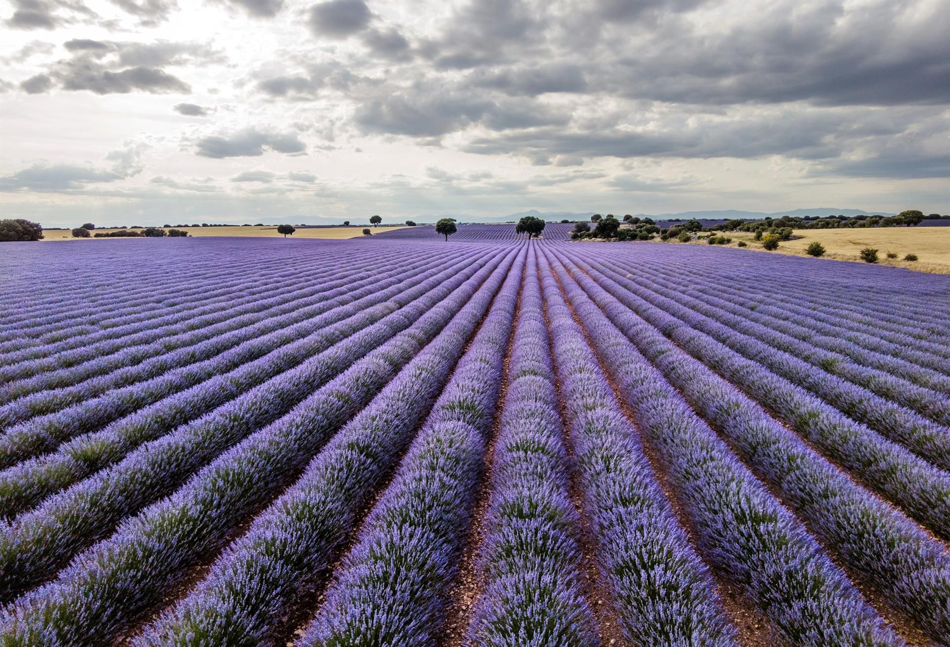 Campos de lavanda en su máximo esplendor. Brihuega / Foto: EP