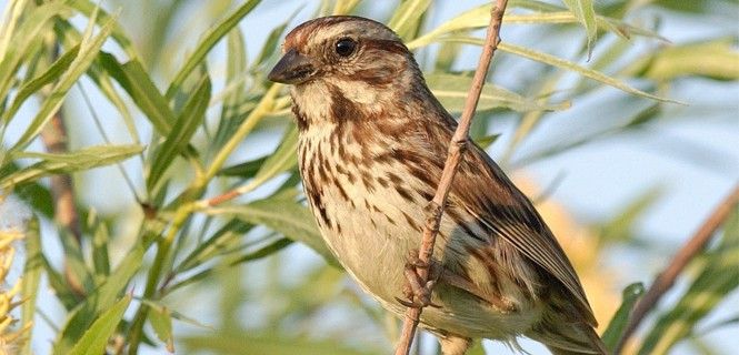 El gorrión común vive en zonas con actividad humana / Foto: SEO/BirdLife