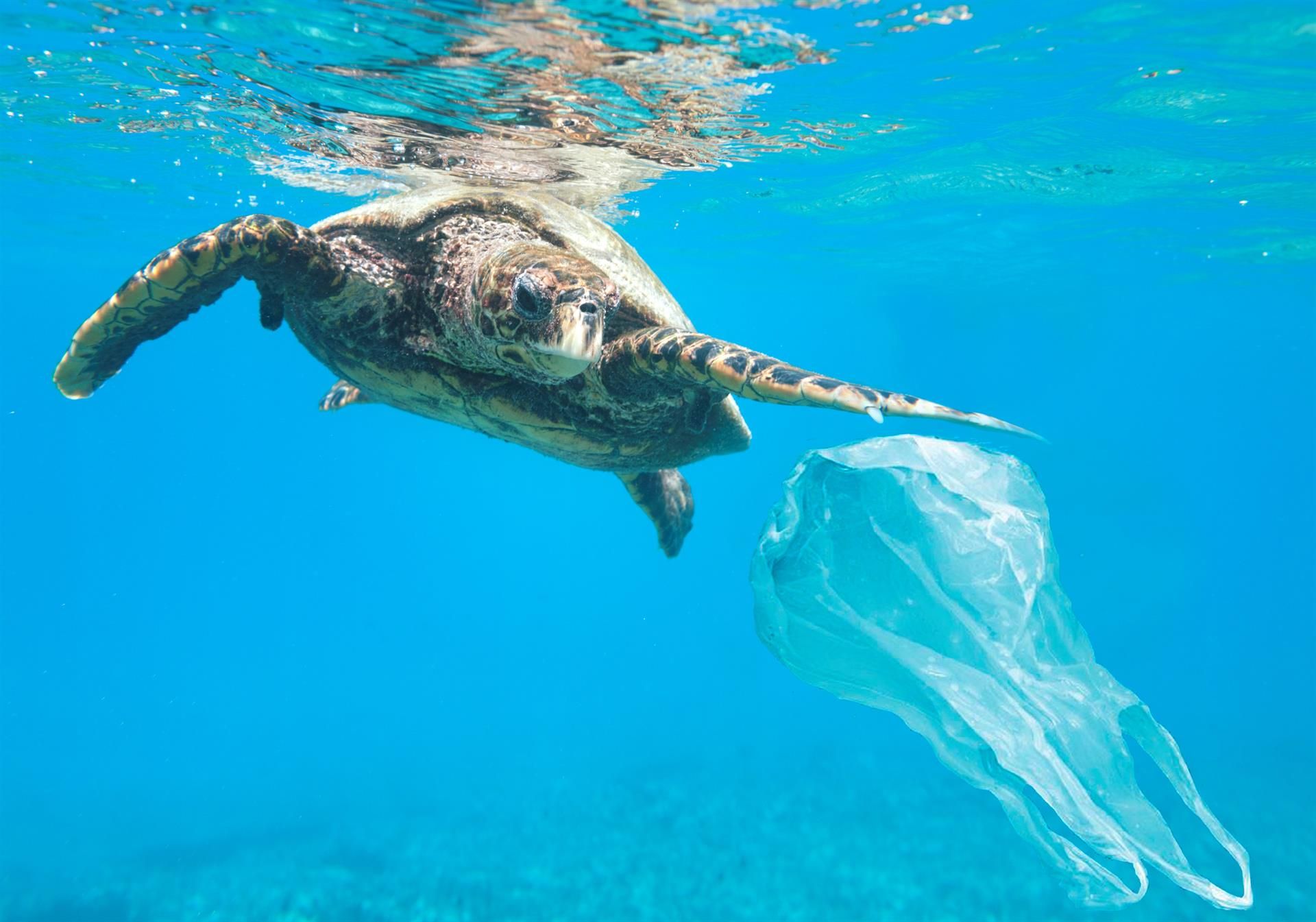 Fundación Oceanogràfic y Paradores impulsan la campaña ’El Mar Empieza Aquí´