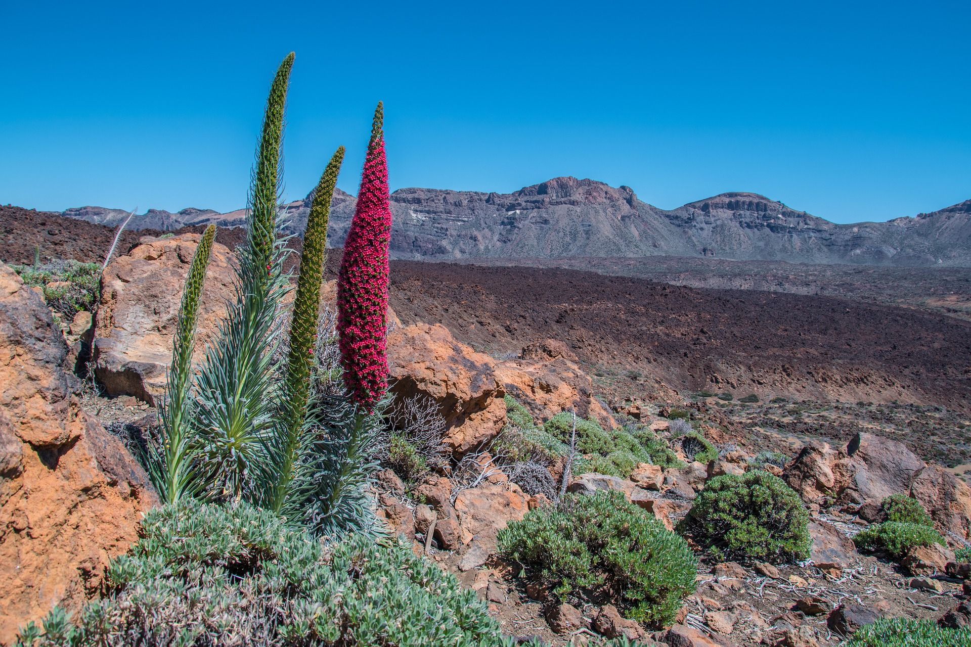 Energías renovables compatibles con la biodiversidad en las islas Canarias. Ecologistas / Foto: Pixabay