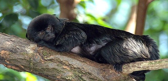 Los animales más afectados son los más pequeños / Foto: Von Marcel Burkhard - Wikipedia