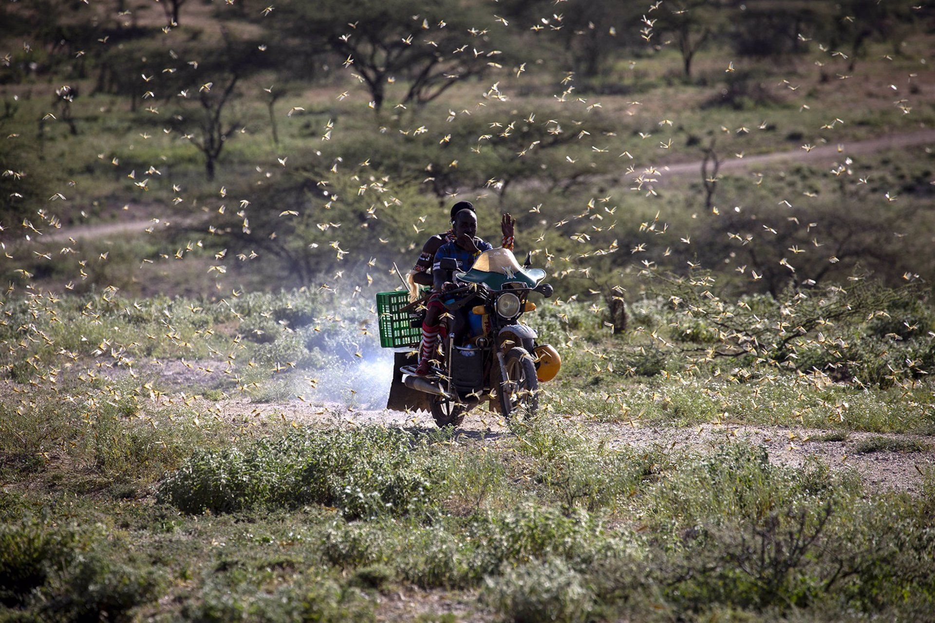 Plaga de langostas en el noreste de Kenia. Seguridad alimentaria.  / Foto: EP