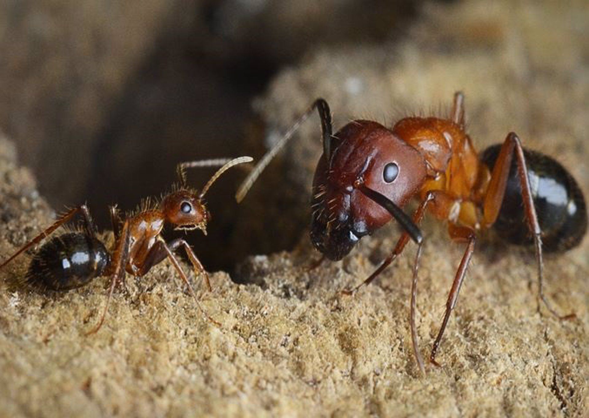 Hormigas obreras de la especie 'Camponotus floridanus' / Foto: EP