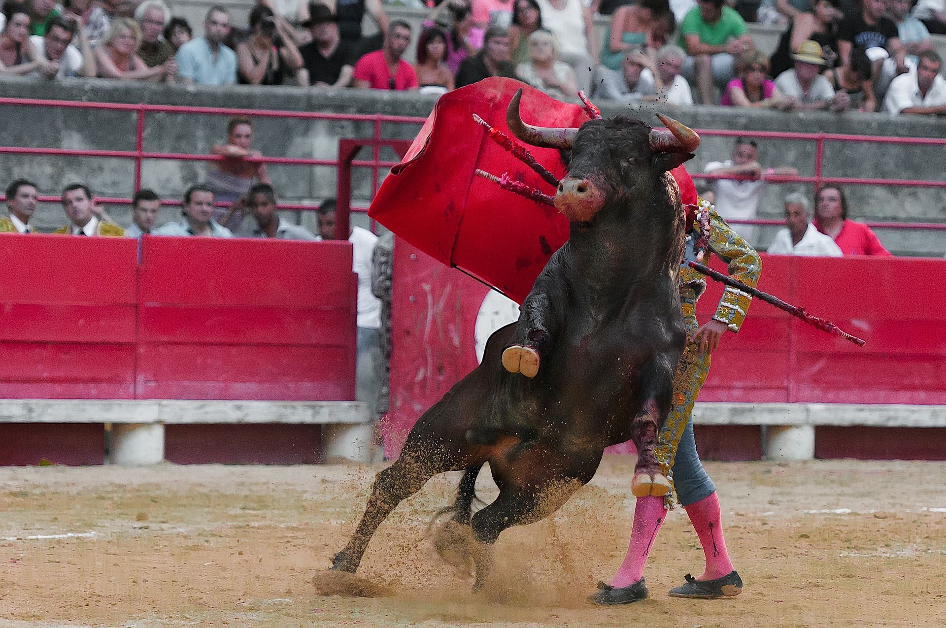 Concentración antitaurina en Palma de Mallorca / Foto: Patrick Gantz -  Pixabay