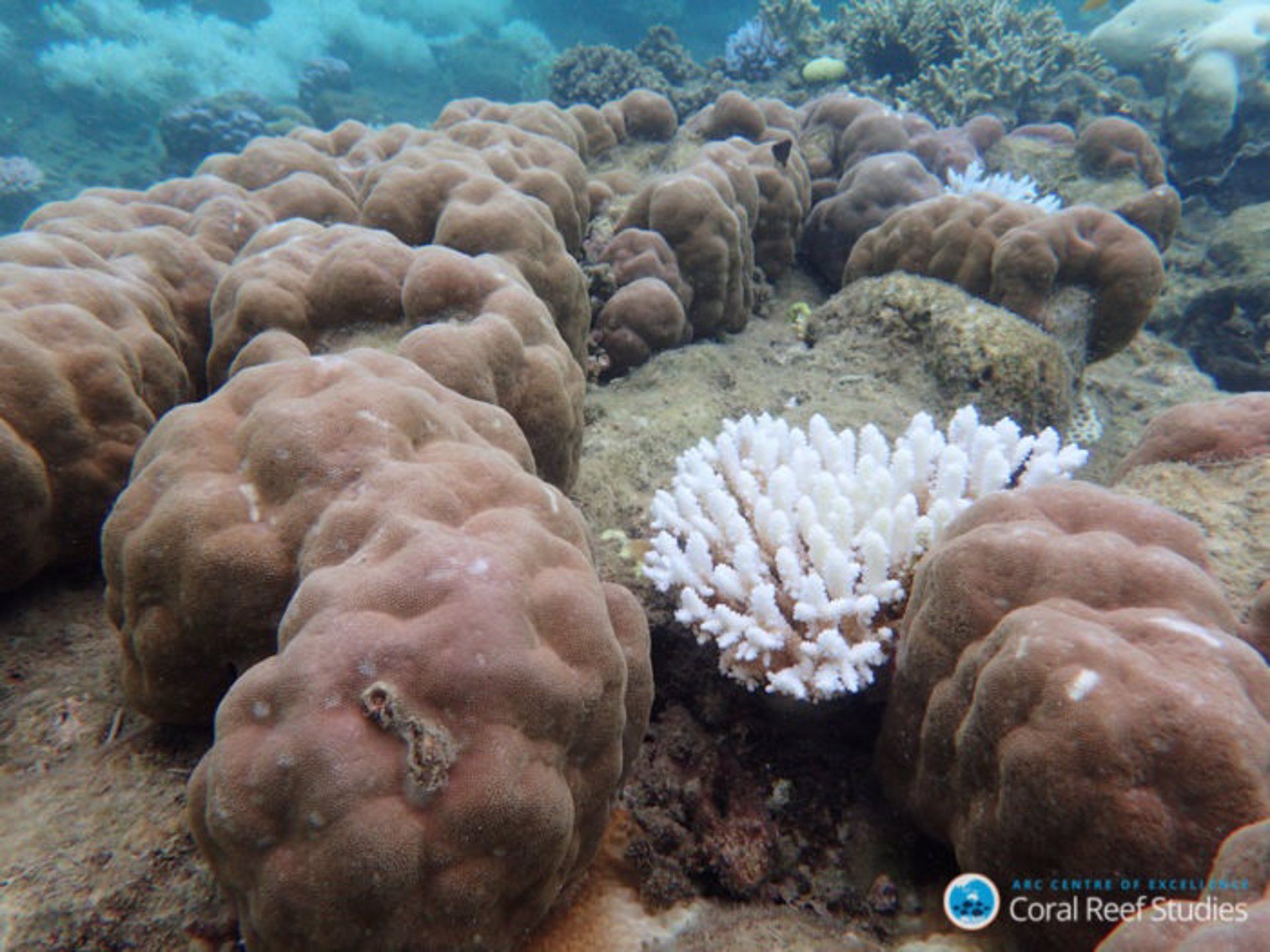 Muerte de los corales por el calentamiento de los océanos. Gran Barrera de Coral / Foto: EP