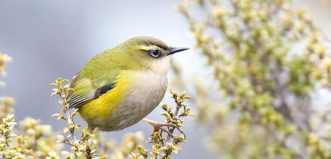 Acantisita roquero, un pequeño pájaro endémico de la Isla Sur de Nueva Zelanda / Foto: Andrew - Wikipedia