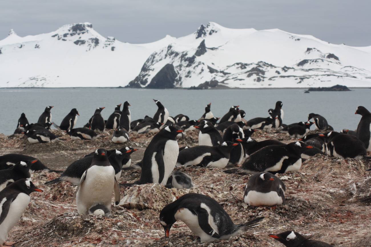 Colonia de pingüinos papúa ('Pyoscelis papua') en la península de Byers algunos de los cuales ingerirían microplásticos de forma habitual / Foto: SINC