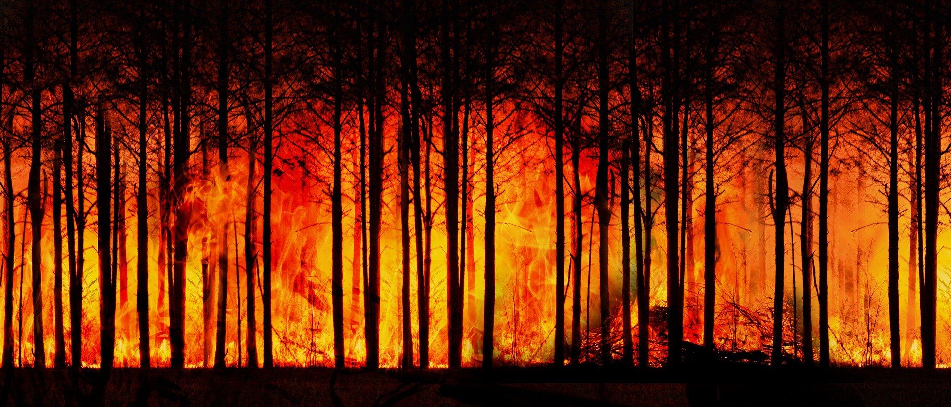 Los incendios forestales son cada vez más peligrosos / Foto:  Gerd Altmann - Pixabay