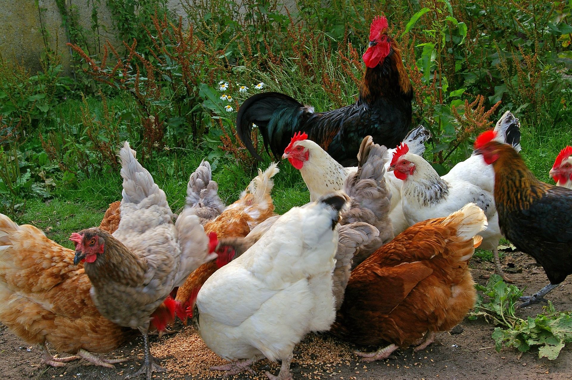 Nueva ordenación de granjas avícolas / Foto: Kerstin Riemer - Pixabay