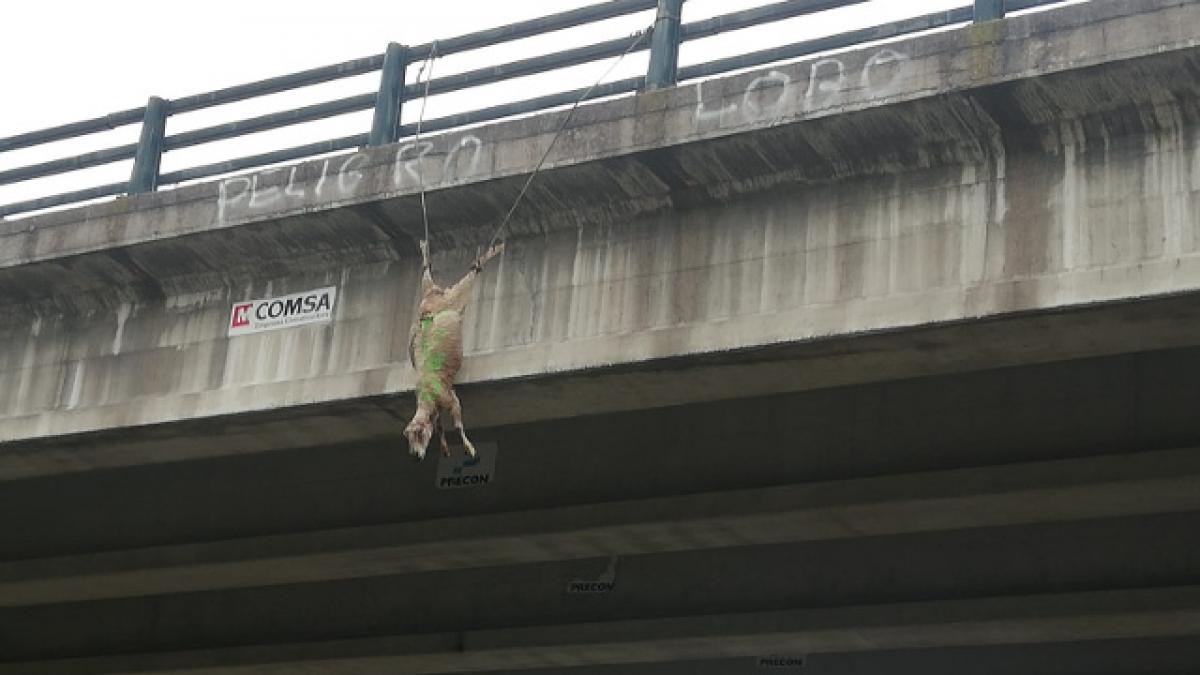Oveja muerta por ataque de lobo colgada de puente en la carretera LU-540 (1) / Foto: EP