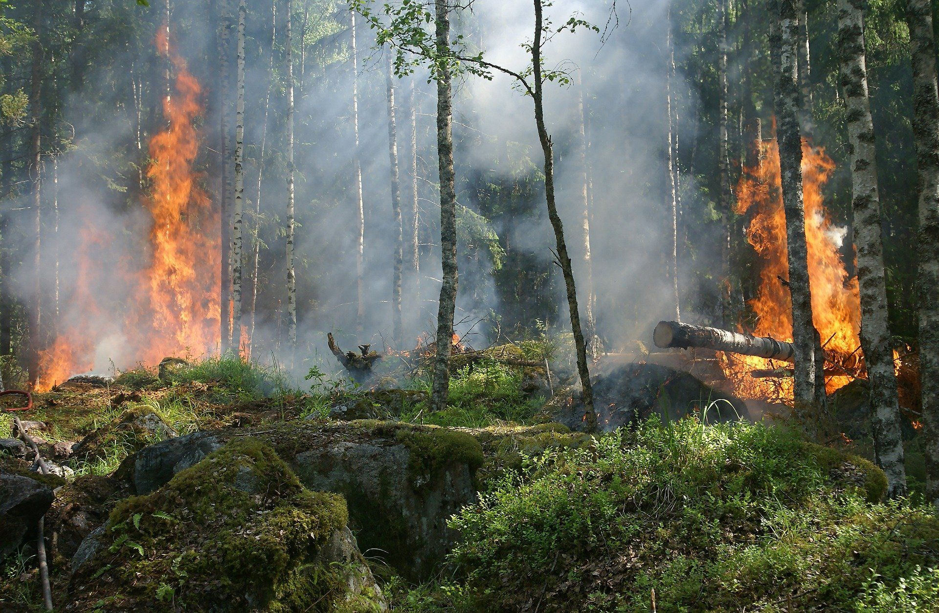 Los megaincendios forestales están fuera de toda capacidad de extinción / Foto: Pixabay