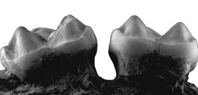 Los dientes presentan algunas características que no se habían descrito en otras especies del mismo género / Foto: ICP
