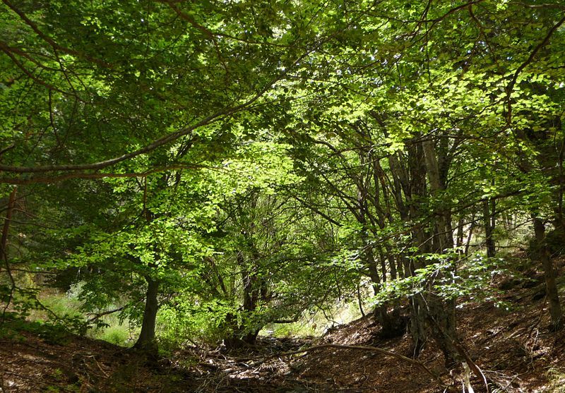 Parque Natural Hayedo De La Tejera Negra