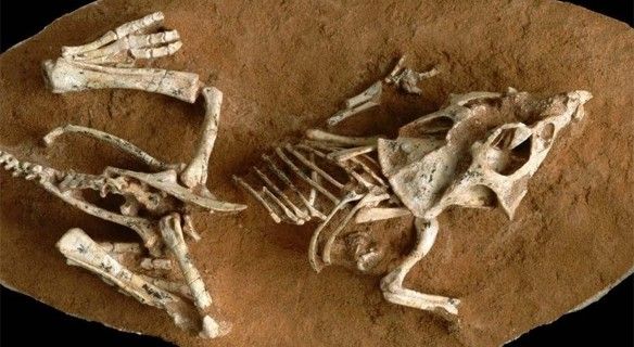 Embrión fósil de 'Protoceratops andrewsi' hallado en el desierto de Gobi (Mongolia) / Foto: EP - Gregory Erickson - FSU