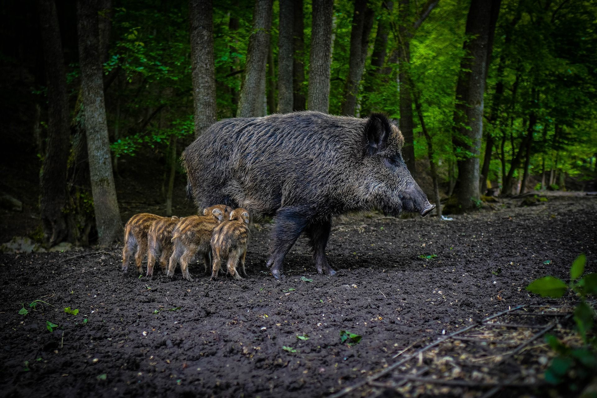 Muchos jabalíes sufren atropellos intencionados / Foto: EP