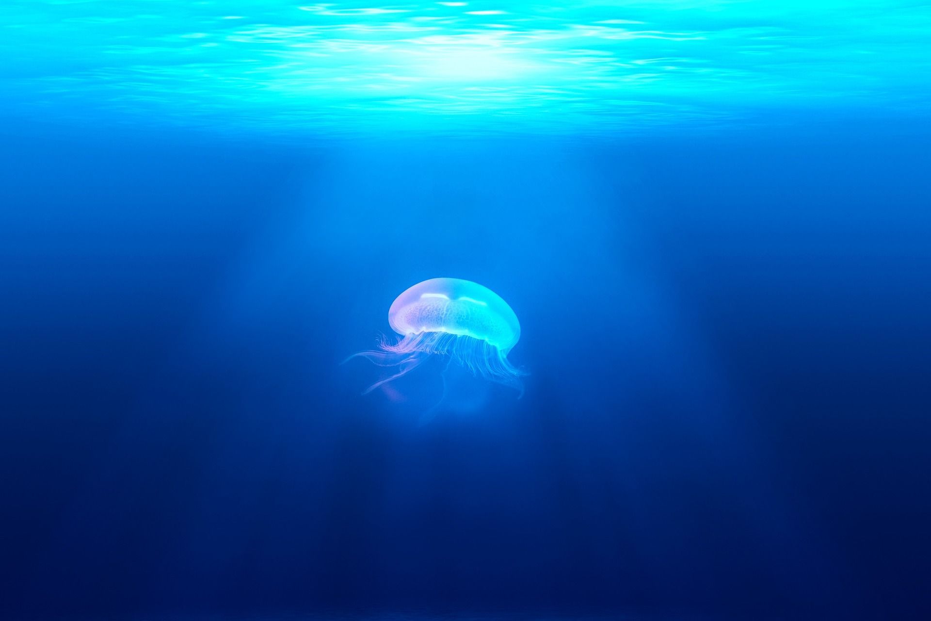 Ejemplar de medusa bajo el agua / Foto: Pixabay
